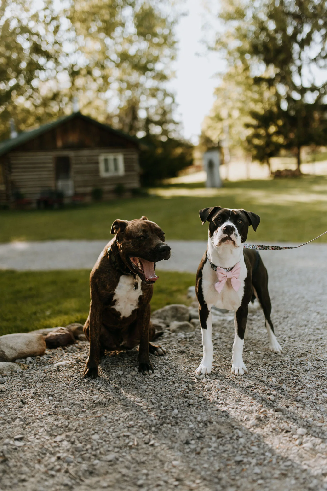 Wedding party at Starry Night Barn Suttons Bay Michigan
