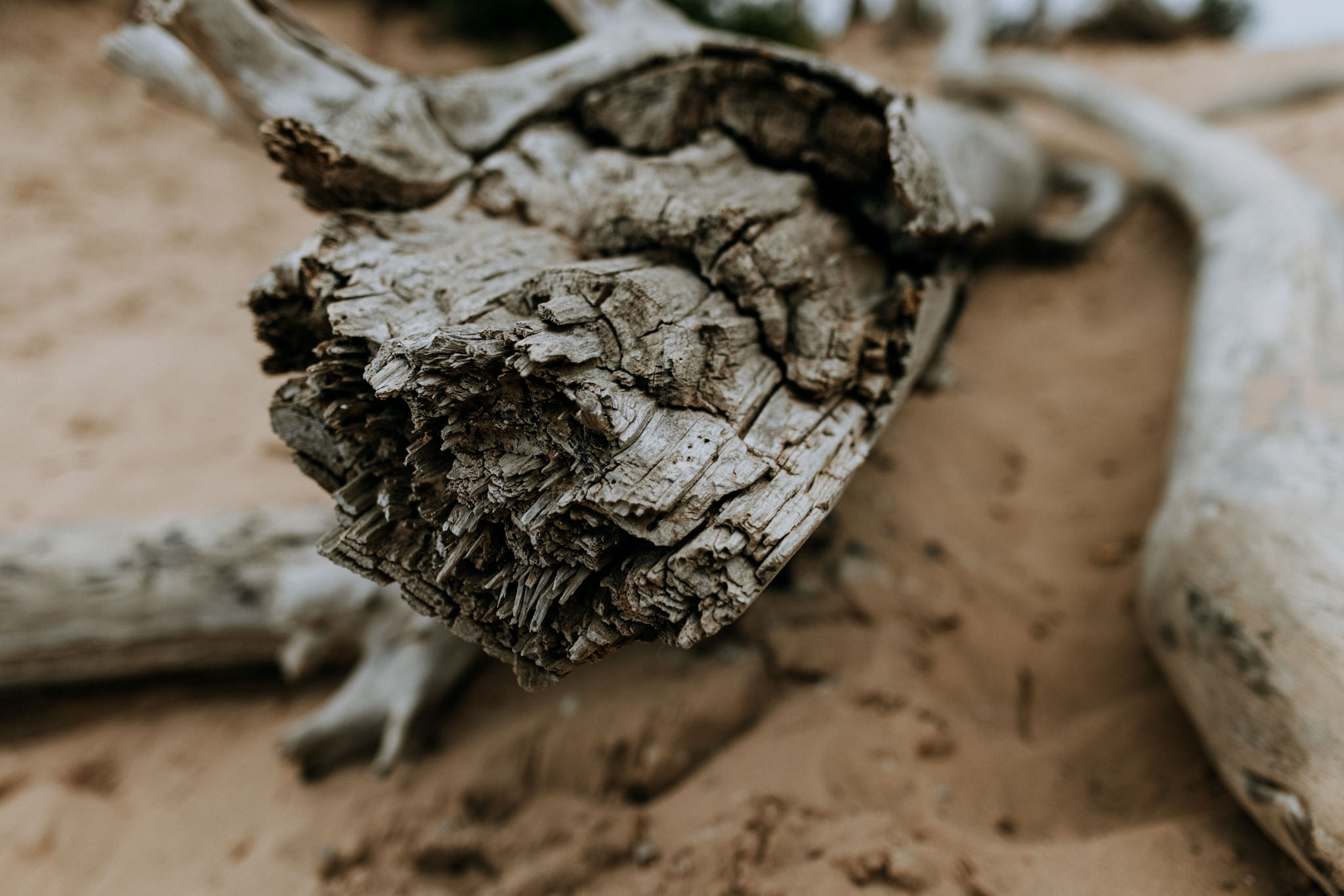 Morning light at Pierce Stocking Scenic Drive overlook, Sleeping Bear Dunes