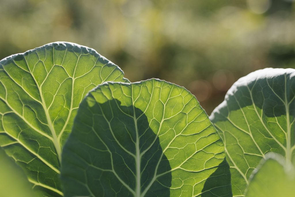 branding images-00047