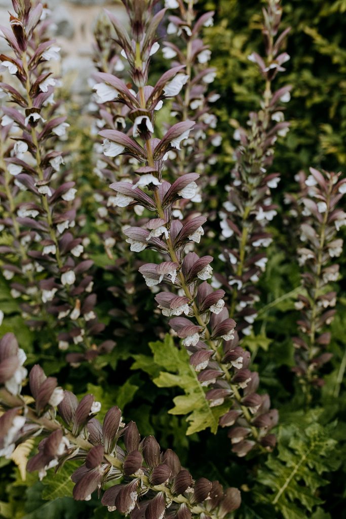 Botanic Gardens Traverse City Flowers